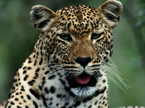 Imagen de Los animales más...: El Amazonas - 1