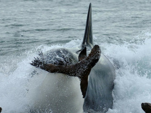 Imagen de Vida animal: Escuela de orcas asesinas - 2