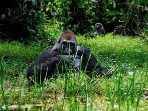 Imagen de Gorila misterioso - 5