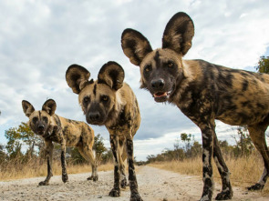 Imagen de La manada: Perros salvajes - 3