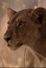 Imagen de Leones: zona de guerra - 7