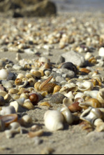 Imagen de Conchas: Moldeadas por la naturaleza - 5