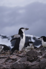 Imagen de Planeta pingüino - 4