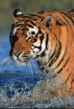 Imagen de Superfelinos - 4