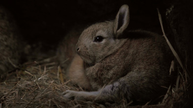 El súper poder de los conejos