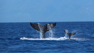 Ballenas jorobadas en peligro
