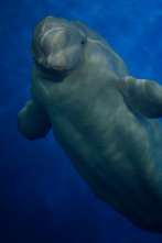 El gran rescate de belugas: Ep.1