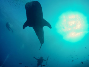 Galápagos: el reino de los tiburones gigantes