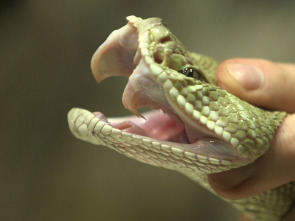 Ataque y defensa: Comedores de insectos