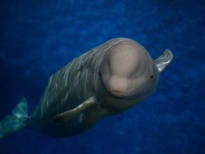 El gran rescate de belugas: Ep.2