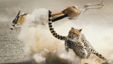 Imagen de La caza: Conservación - 3