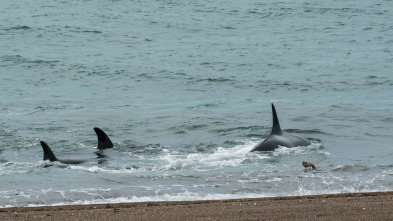 Imagen de Supervivientes de la naturaleza - 3
