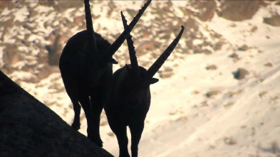 El mejor de los mundos, la vida en las cumbres alpinas
