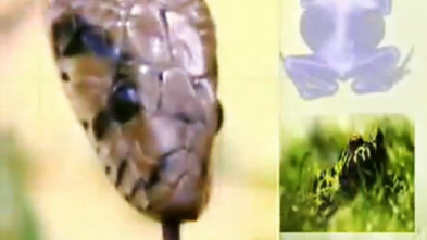 Imagen de Instinto animal: Un día entre fieras - 3