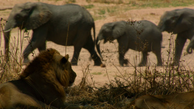 Imagen de Tanzania, el último refugio - 3