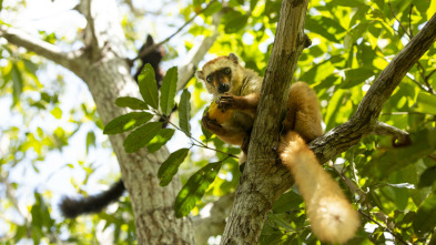 Imagen de Primates - 3