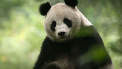 Imagen de China: antiguo reino animal - 3