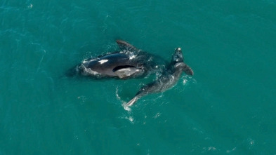 Imagen de América salvaje: La reina del norte - 3