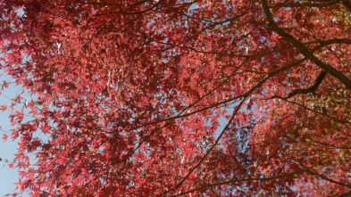 Imagen de Japón, las cuatro...: Otoño e invierno - 3