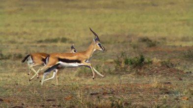 Imagen de Pequeños felinos, grandes personalidades - 3