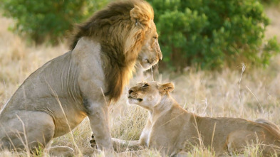 Imagen de Ternura salvaje: Un día en la sabana - 3