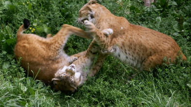 Imagen de Luchadores salvajes - 3