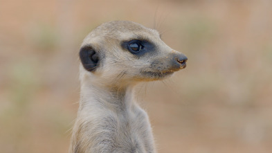 Imagen de Horizontes salvajes...: El Kalahari - 3