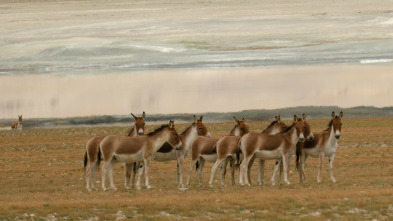 Imagen de Dentro de lo...: Jóvenes del desierto - 3