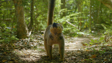 Imagen de El mundo invisible de los bosques - 3