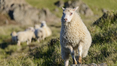 Imagen de Islandia: La Isla Recién Nacida - 3