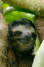 Imagen de Hotspots: Borneo - 2