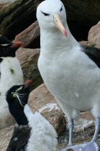 El albatros y el pingüino de penacho amarillo
