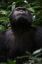 Imagen de Primates - 2