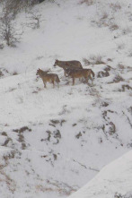 Imagen de Italia salvaje. Los grandes depredadores - 2