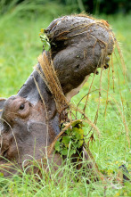 Imagen de La isla de los hipopótamos - 2