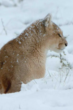 Imagen de Supervivencia extrema: Animales de sangre fría - 2
