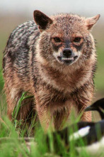 Imagen de Luchadores salvajes - 2