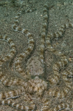 Imagen de Cefalópodos, el reino de las ventosas - 2