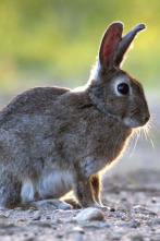 Imagen de Hispania, tierra de conejos - 2