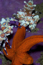 Imagen de Maravillas Submarinas de Africa - 2