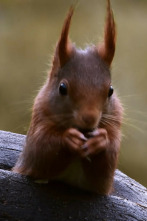 Imagen de Superardilla: la dueña del bosque - 2