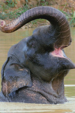 Imagen de Los Misterios del...: Laos: La Montaña Salvaje - 2