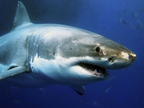 Tiburones. Los cinco grandes