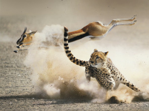 Imagen de La caza: Conservación - 1