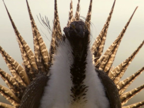 Imagen de Los grandes bailarines de la naturaleza - 1