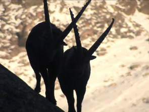 El mejor de los mundos, la vida en las cumbres alpinas
