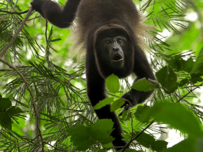 Imagen de Hotspots: Borneo - 1