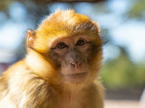 Imagen de Las maravillas ocultas...: Ruanda - 1