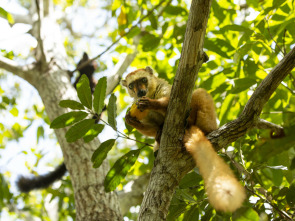 Imagen de Primates - 1