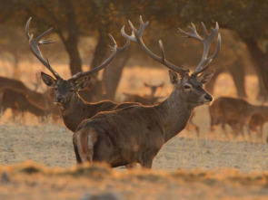 Imagen de Soy el mejor ciervo ibérico - 1